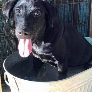 Meet your Posher, Darcy